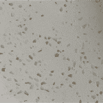 NTP 1206 quartz model